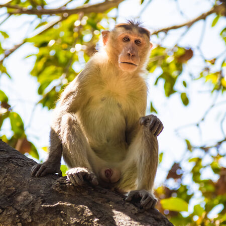 Monkey sitting on tree in jungleの写真素材