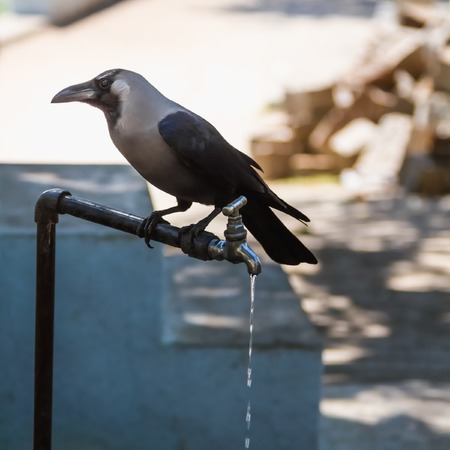 Crow sitting on faucetの写真素材
