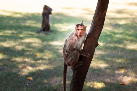 Monkey sitting on treeの写真素材