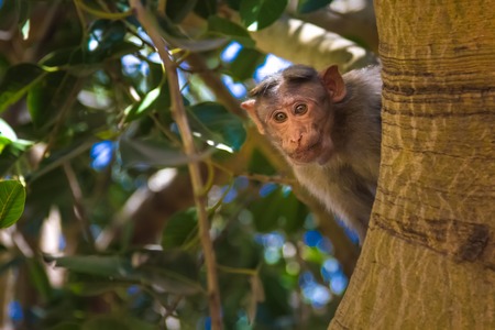 Monkey sitting on tree in jungleの写真素材