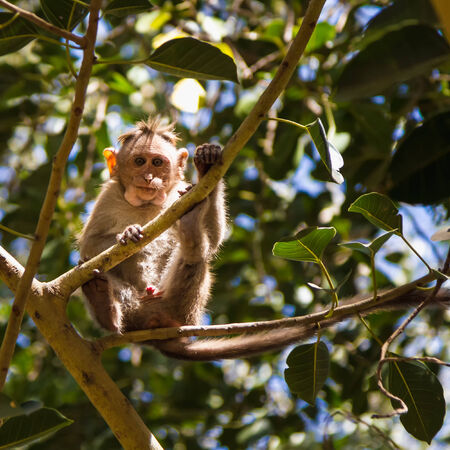 Monkey sitting on branch in jungleの写真素材
