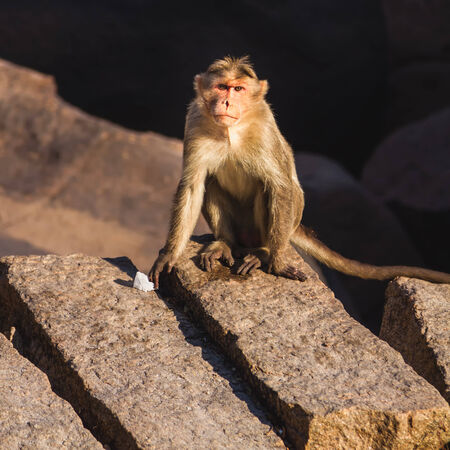 Monkey sitting on the rock in mountainの写真素材