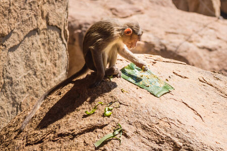 Monkey eating on the rock in mountainの写真素材