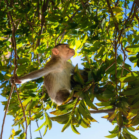 Monkey sitting on branch in jungleの写真素材