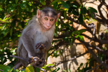 Monkey sitting on branch in jungleの写真素材