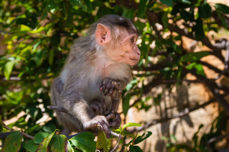 Monkey sitting on branch in jungleの写真素材