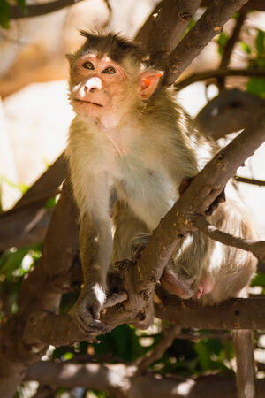 Monkey sitting on branch in jungleの写真素材