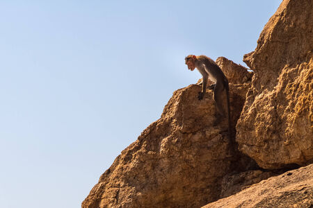 Monkey sitting on the rock in mountainの写真素材