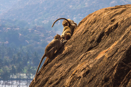 Monkey family playing on the rock in mountainの写真素材