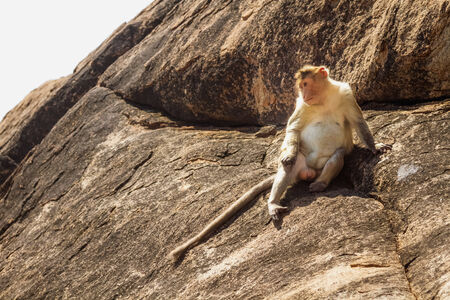Monkey sitting on the rock in mountainの写真素材