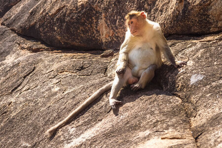 Monkey sitting on the rock in mountainの写真素材
