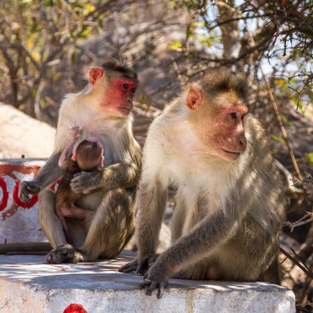 Monkey family sitting on the stoneの写真素材