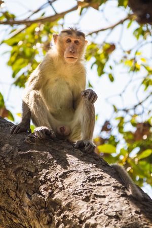Monkey sitting on tree in jungleの写真素材