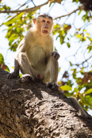Monkey sitting on tree in jungleの写真素材