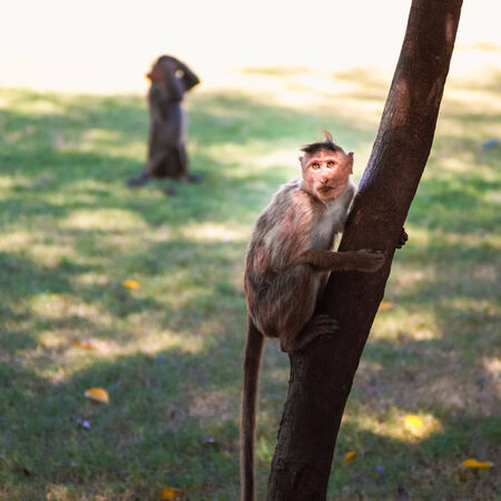 Monkey sitting on treeの写真素材