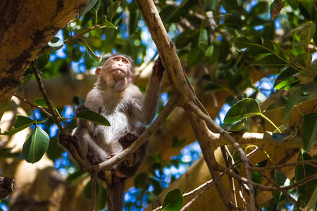 Monkey sitting on branch in jungleの写真素材