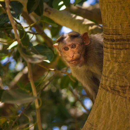 Monkey sitting on tree in jungleの写真素材