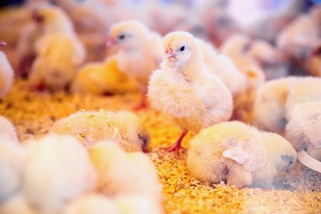 Small chickens in farm incubator or coop. Farmland industryの写真素材