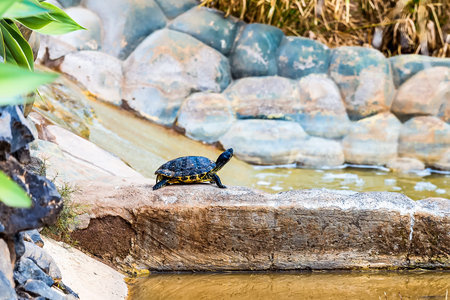 Turtle or tortoise on stone in decorative pond