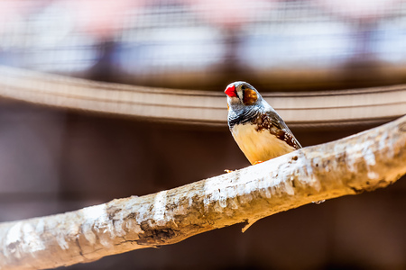 Parrot siting on wooden perch in zooの写真素材