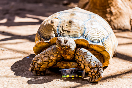 Turtle or tortoise on ground with food box in zooの写真素材