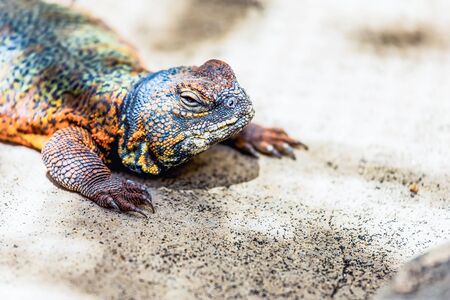 Lizard or lacertian reptile sitting on the groundの写真素材