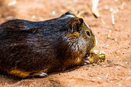 Guinea pig or hamster on the groundの写真素材