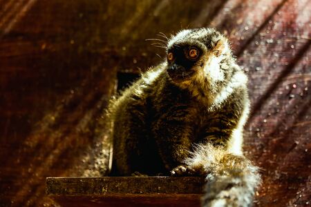 Red-bellied lemur sitting on wood board in zooの写真素材