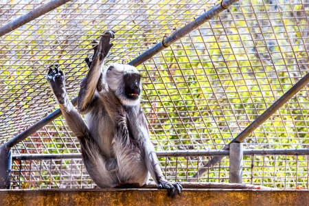 Gray langurs or Hanuman langurs monkey in zoo cell