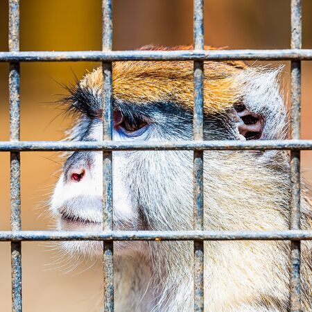 Monkey looking through zoo cell grilleの写真素材
