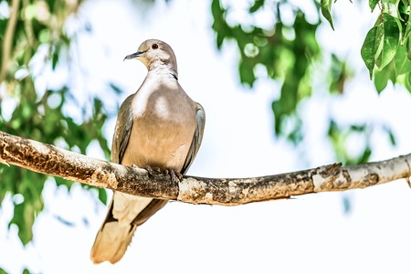 White-winged Dove or pigeon siting on wooden perch in zooの写真素材