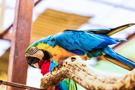 Blue and Gold or yellow Macaw parrot siting on wooden perch in zooの写真素材