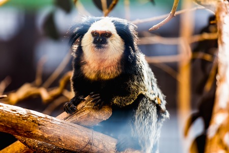 Monkey white-faced capuchin or titi de cara blanca sitting on wood in zooの写真素材