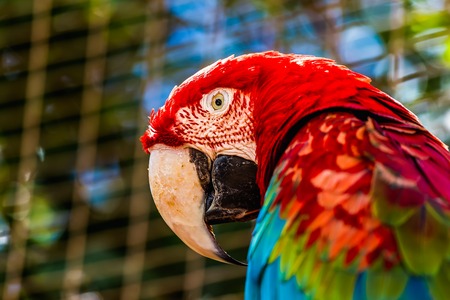 Closeup of head portrait of Red Macaw or Ara cockatoos parrot in zoo cellの写真素材