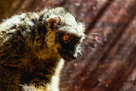 Closeup portrait of red-bellied lemur sitting on wood board in zooの写真素材