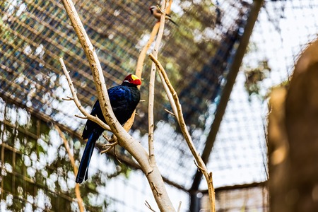 Black parrot siting on wooden perch in zooの写真素材