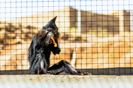 Black monkey eating orange and sitting on stone in zoo cell
