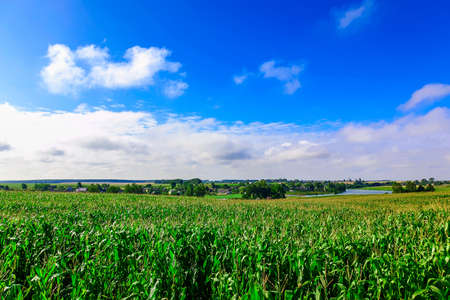 Green Ð¡ornfield Landscape at summer day with Blue Sky and Cloudsの写真素材