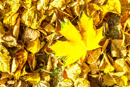 Bright Yellow Leaf of Maple Against Dry Leaves on Ground in Sunlight