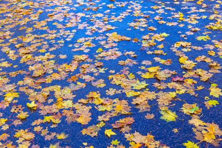 Colorful Maple Leaves On The Street Asphalt at Day in Autumn Seasonの写真素材