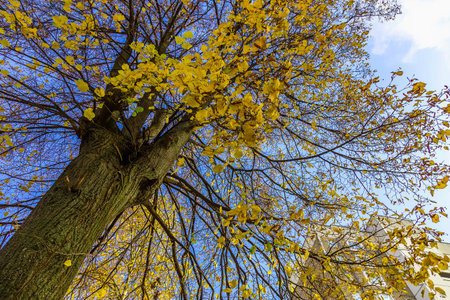 Tree Trunk with Branches in Autumn Yellow Leaves at the Top on Background of Sky