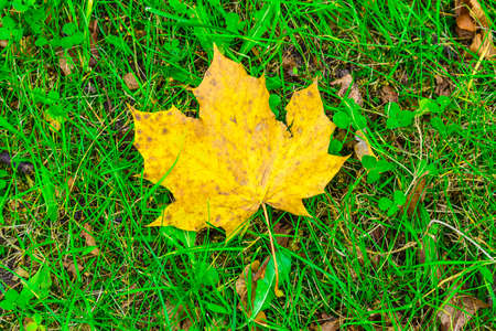 Closeup of Yellow Maple Leaf on Green Grassの写真素材