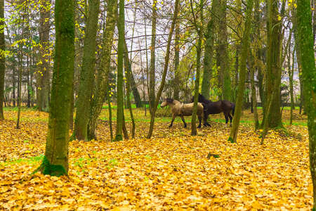 Two Horses Running in Park Among Trees and Fallen Yellow Leaves in Autumnの写真素材