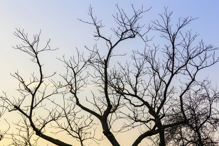 Bare Tree Branches in the Background of Skyの写真素材
