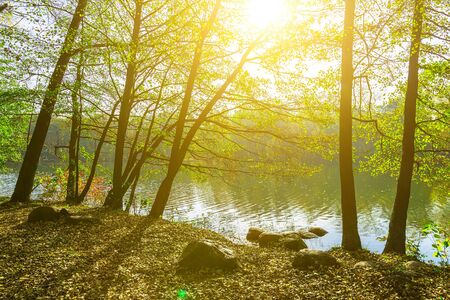 Park with Trees in Sunlight by Lake in Autumn Seasonの写真素材
