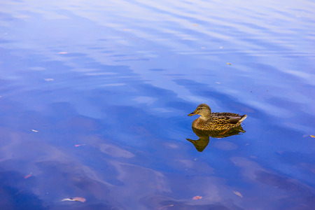 Duck on Blue Lake with its Reflection in Waterの写真素材