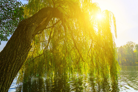 Branches of Willow Tree above Lake and Sunlight Shining through Branchesの写真素材
