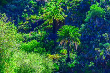 Green Palms in Mountains on Tenerife Canary island in Spainの写真素材