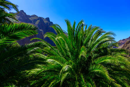 Green Palms in Mountains on Tenerife Canary island in Spainの写真素材