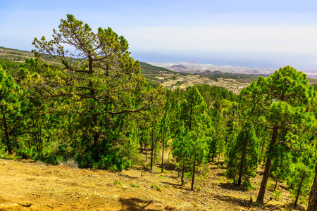 Green Fir Trees on Mountain on Tenerife Island in Spain at Dayの写真素材